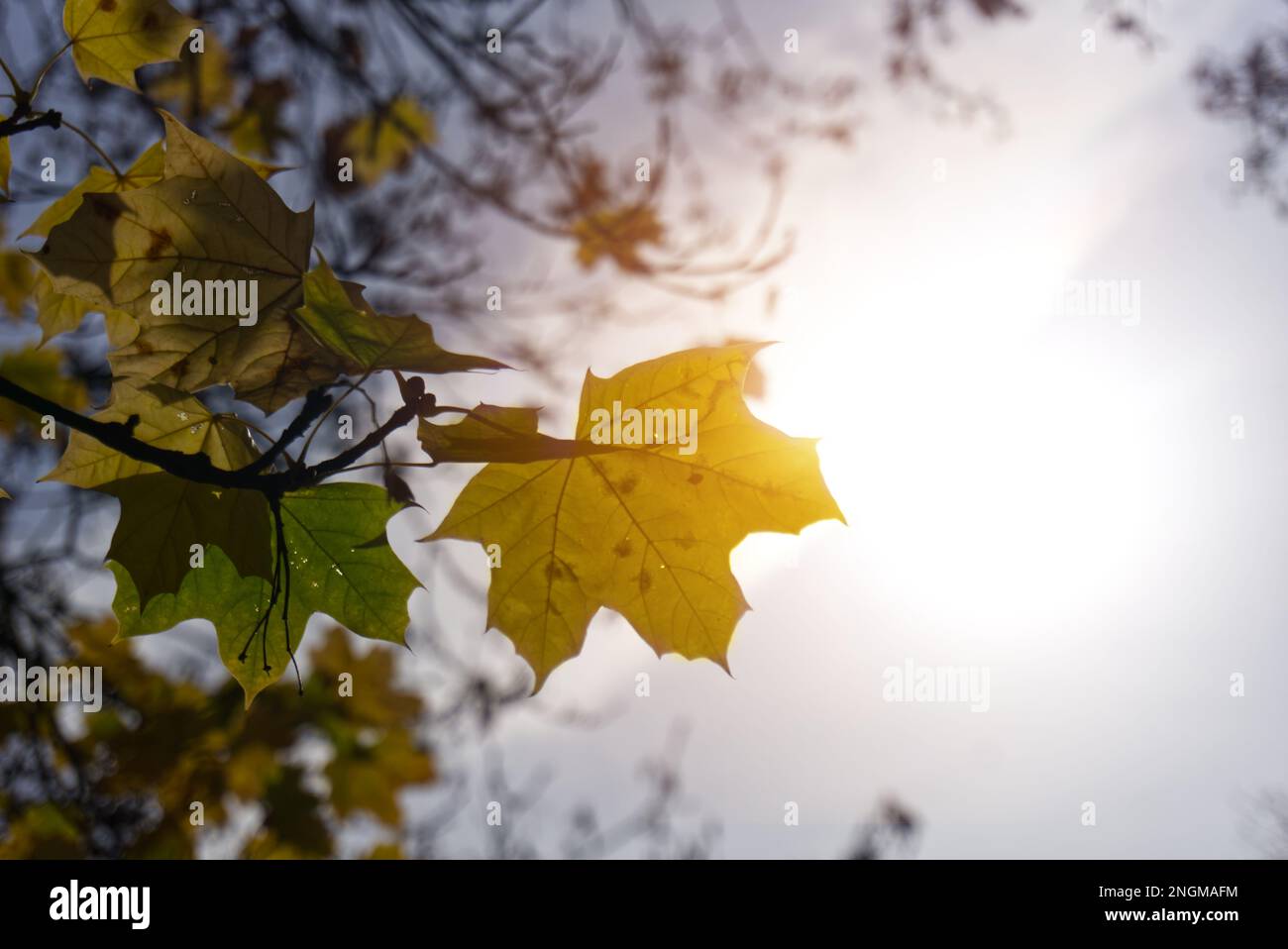 goldenes Ahornblatt im Sonnenlicht Stockfoto