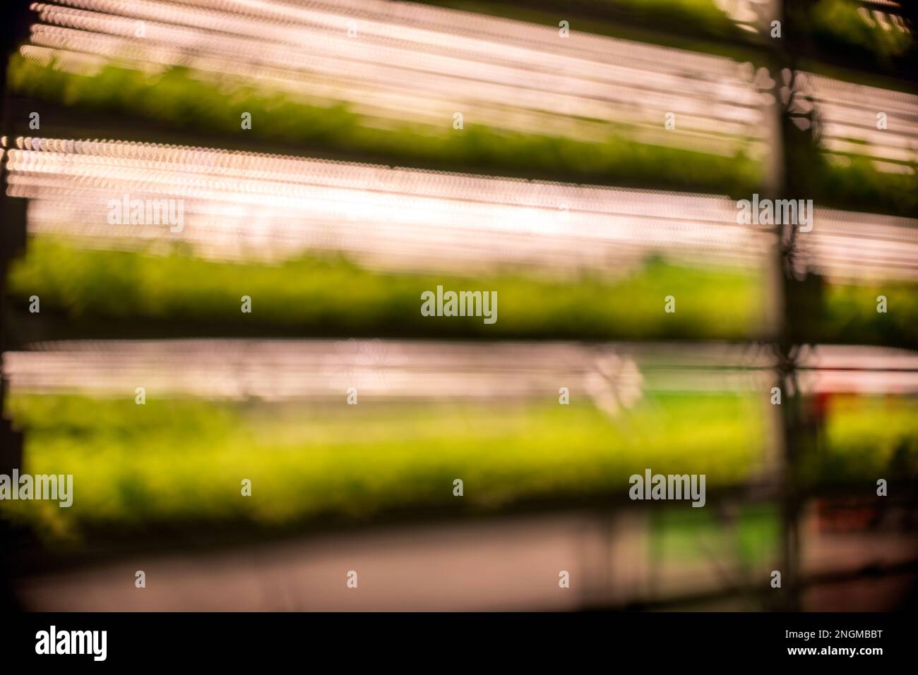 Abstraktes Bokeh-Foto eines vierblättrigen Kleeblatts vor einem verschwommenen Hintergrund von Regalen mit Mikrogrün. Stockfoto