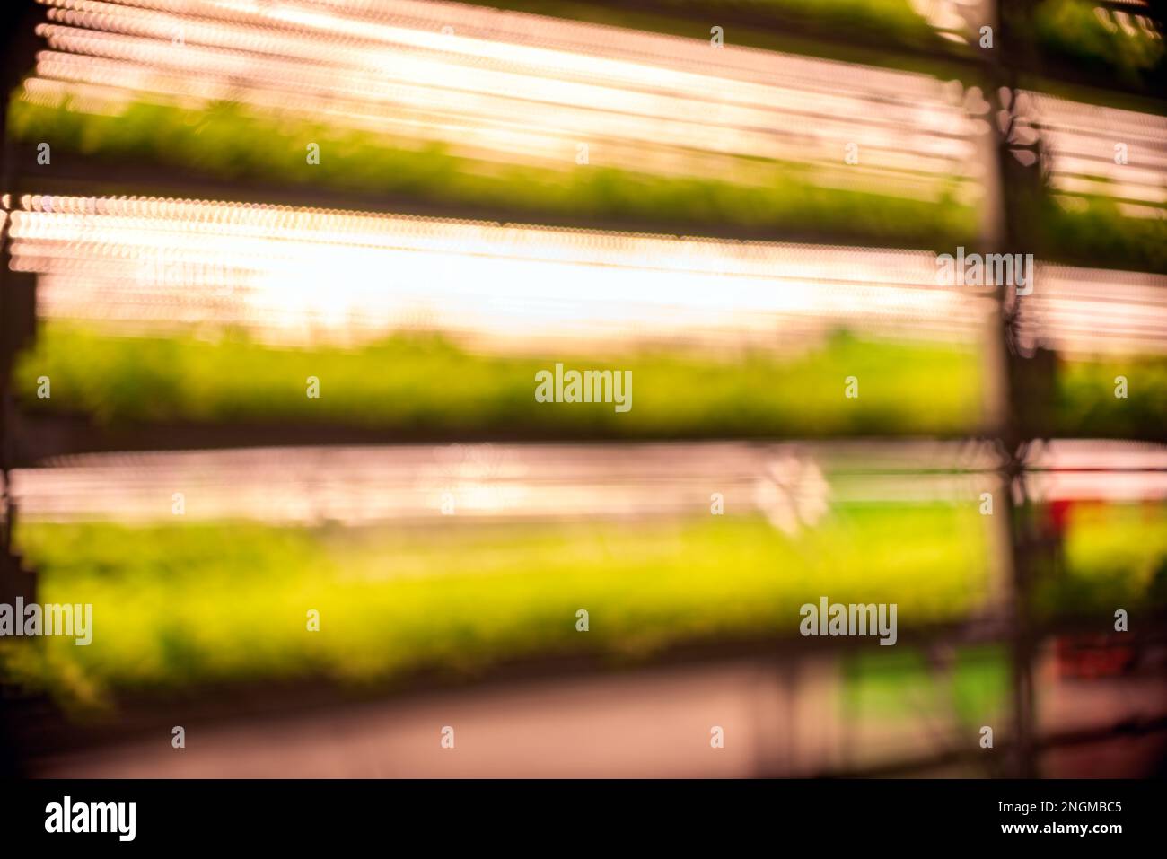 Abstraktes Bokeh-Foto eines vierblättrigen Kleeblatts vor einem verschwommenen Hintergrund von Regalen mit Mikrogrün. Frischpflanzenautomatik in der Stadt. Stockfoto