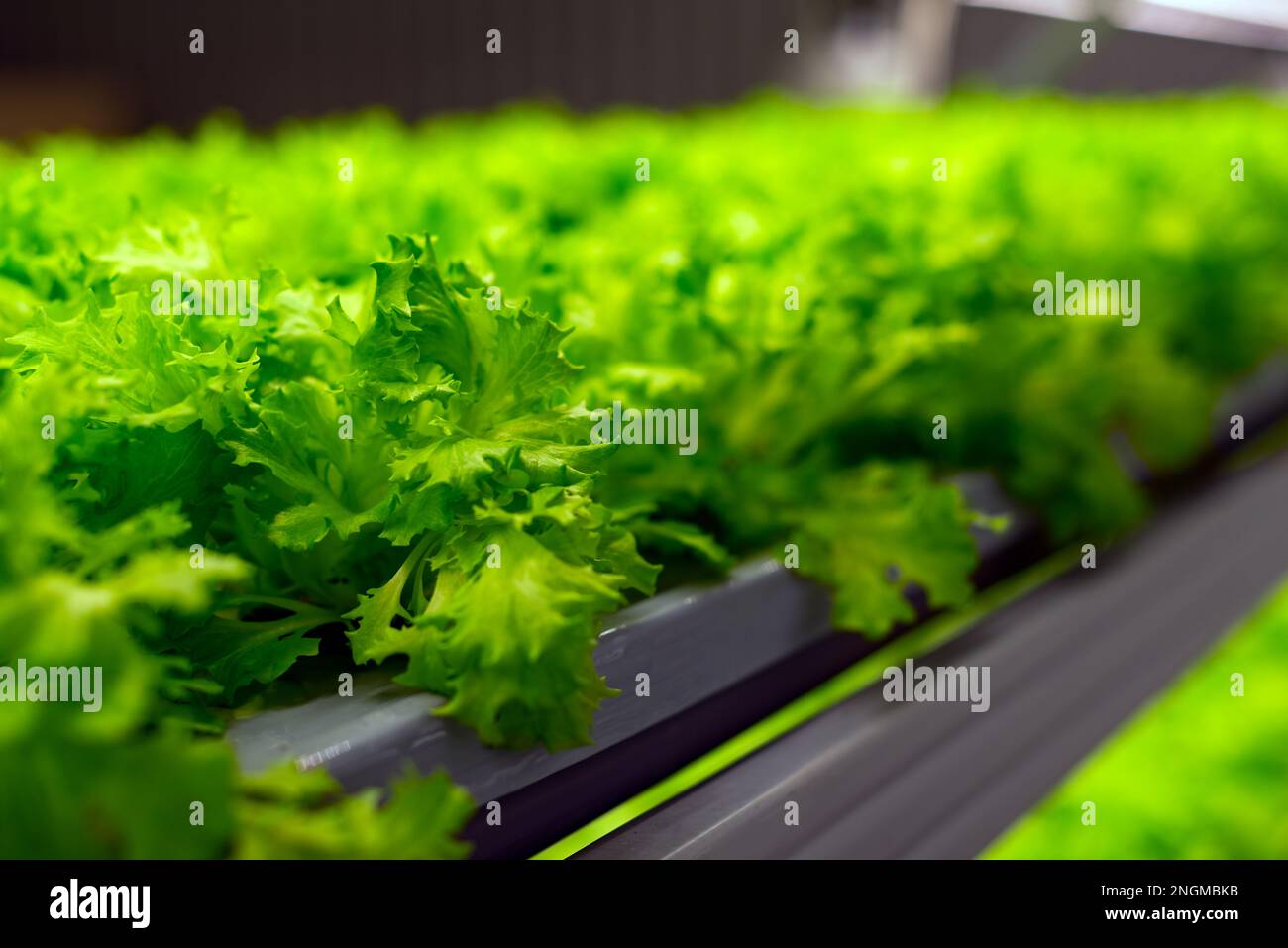 Frische Blätter mikrogrüner Pflanzen im hellen Licht der Eislampen eines vertikalen hydroponischen Bauernhofs in der Stadt. Automatisierte Kultivierung. Stockfoto