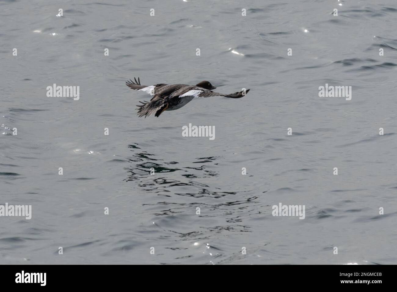 Weibliches Goldauge im Flug Stockfoto