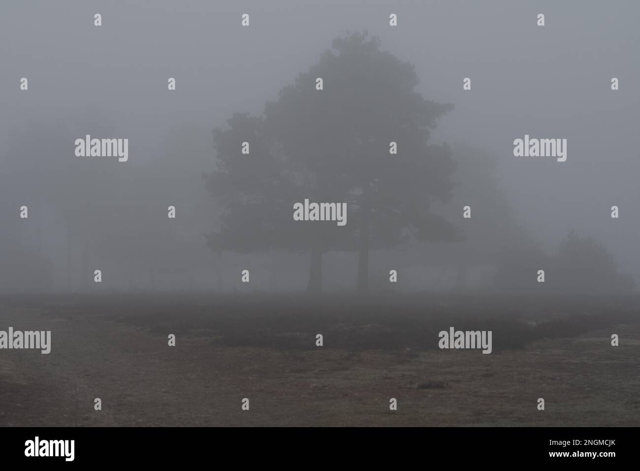 Von Nebel umhüllte Bäume Stockfoto