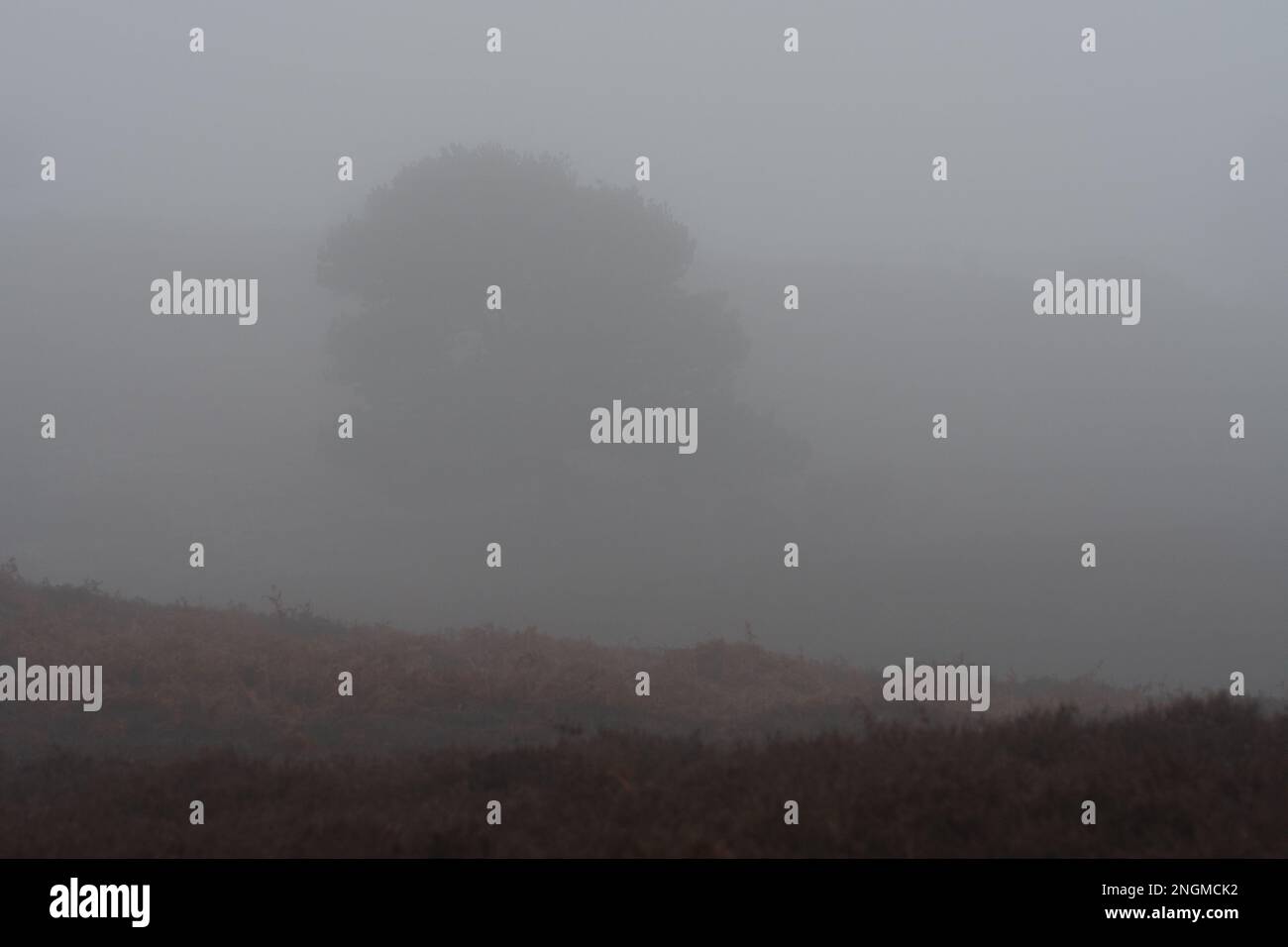 Von Nebel umhüllte Bäume Stockfoto