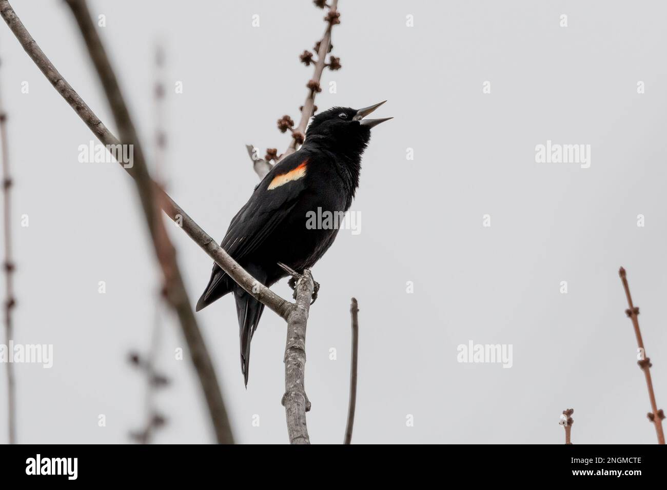 Ein männlicher Rotflügelknabe ruft von einem Ast an Stockfoto
