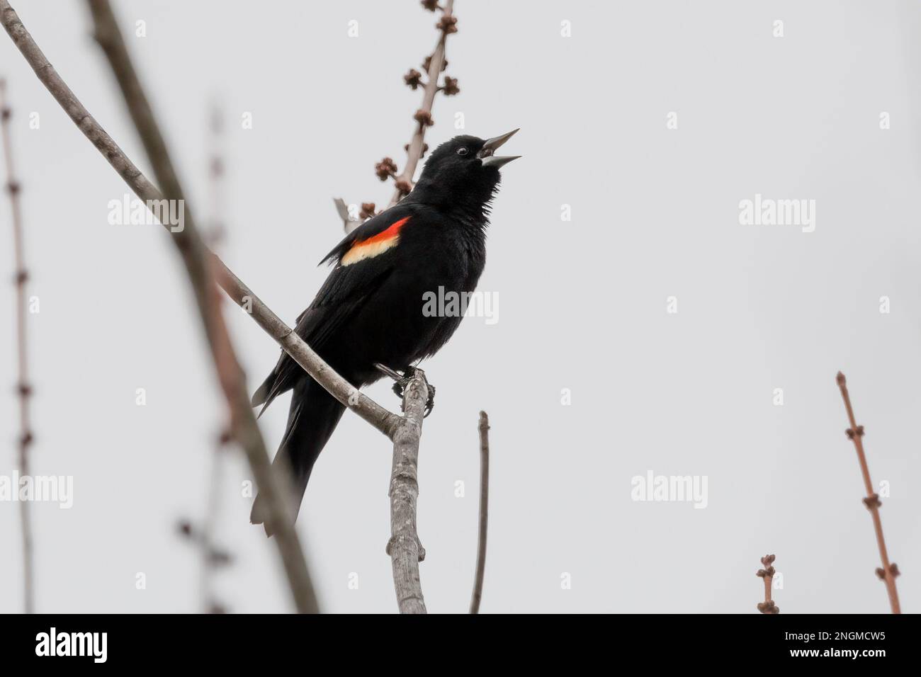Ein männlicher Rotflügelknabe ruft von einem Ast an Stockfoto