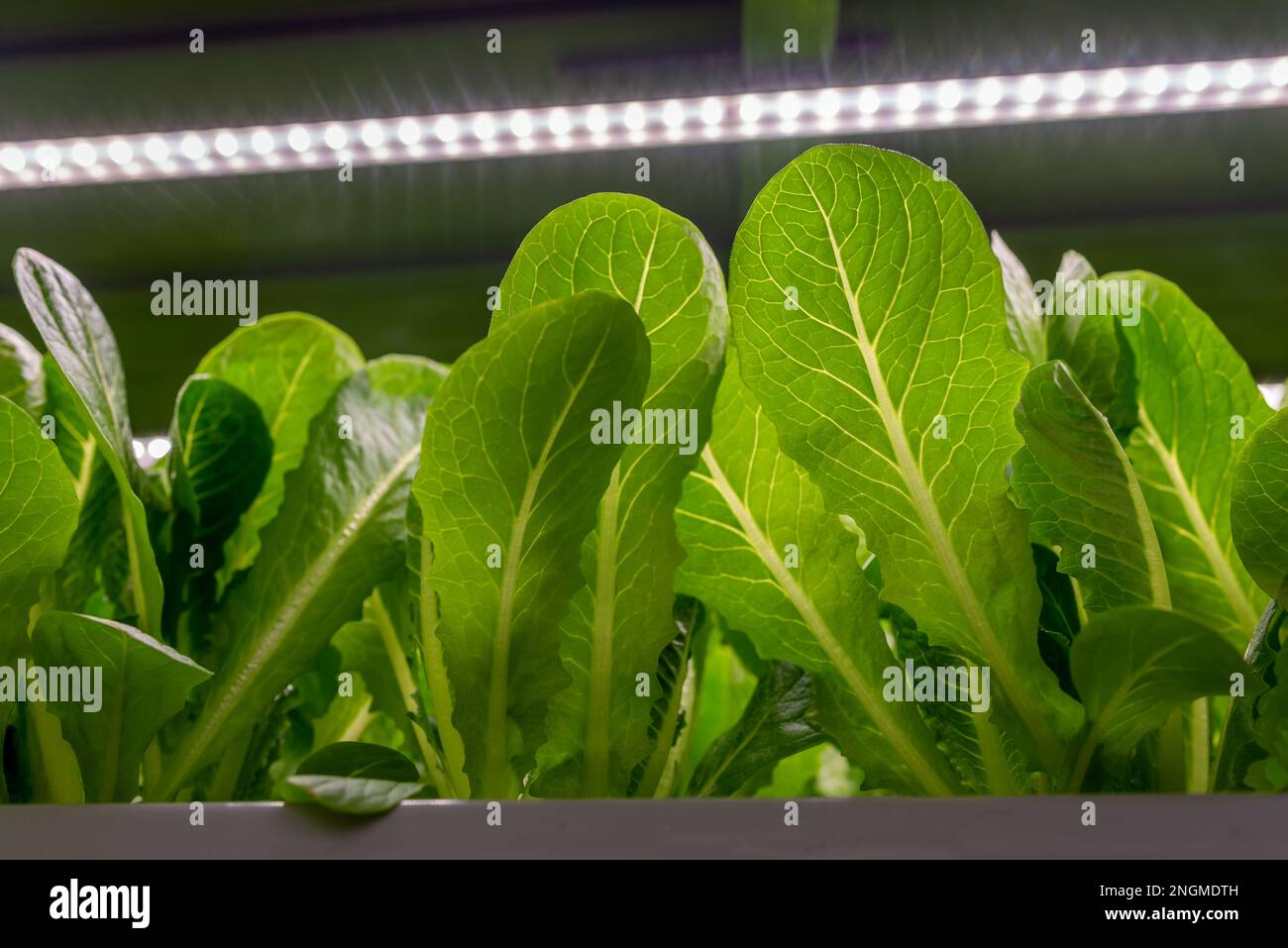 LED-Lampen leuchten auf die grünen Blätter von Mikrogrün. Frische ...
