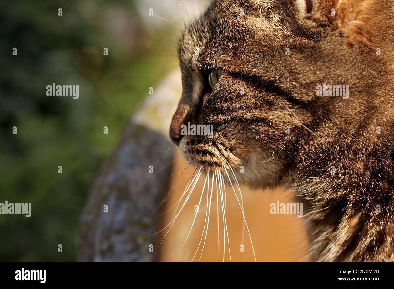 Eine kluge und fokussierte Katze Stockfoto