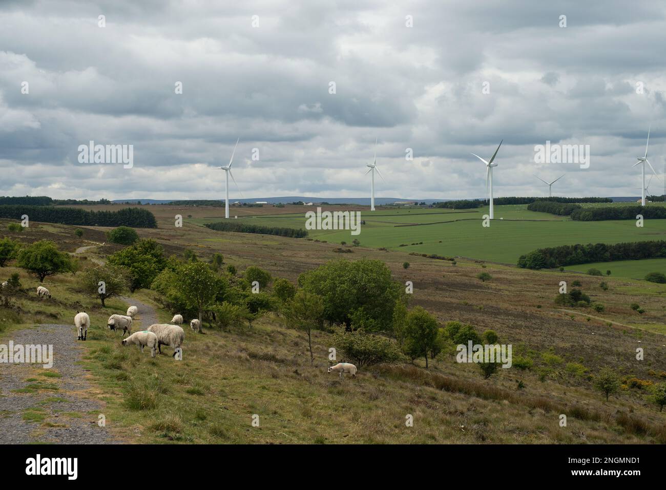 Landschaften mit Windturbinen in der Ferne auf dem Ackerland mit Schafen, die im Vordergrund auf Heiden weiden Stockfoto