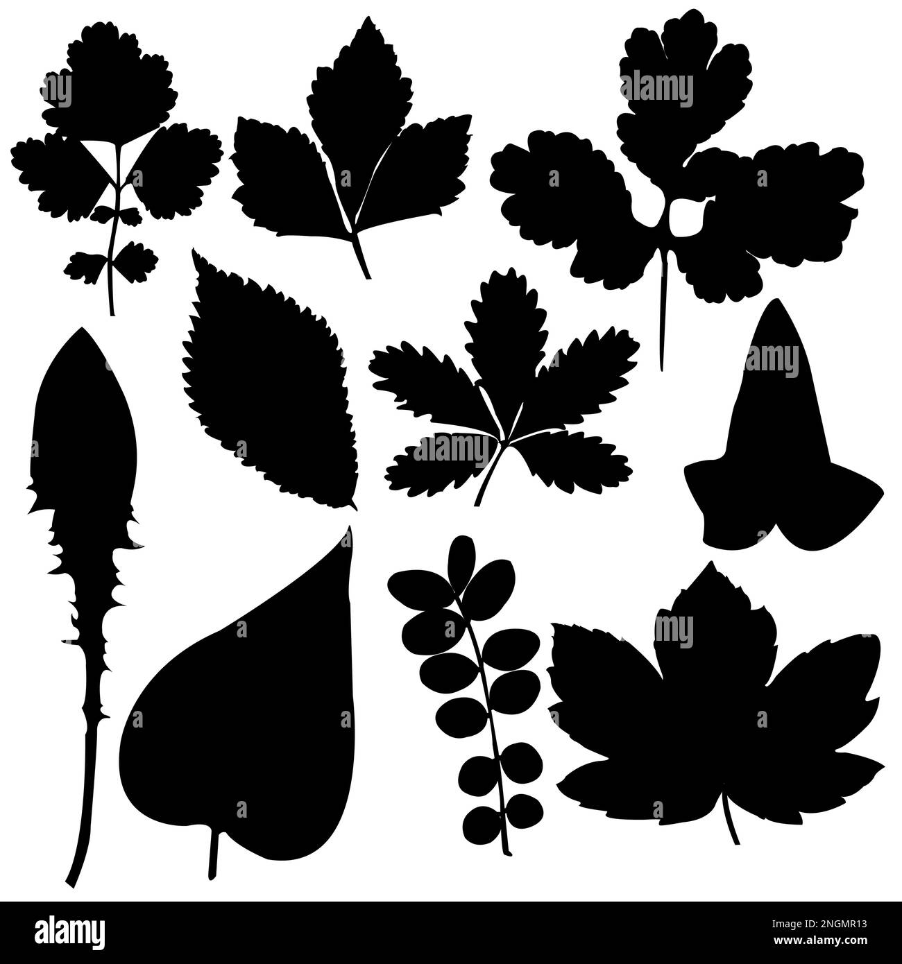 Zehn Silhouetten von Blättern auf weißem Hintergrund; Vektor-Illustration eps 10 Stock Vektor