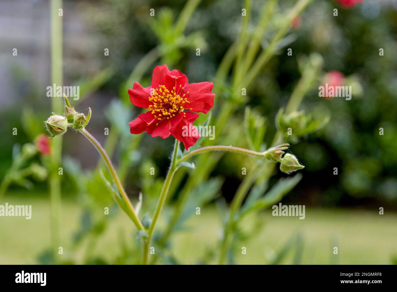 Rote Geum-Blumen im Mai, scharlachrote Tempest-Sorte Stockfoto