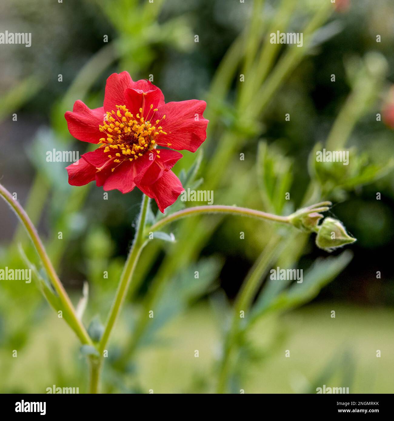 Geum in voller Blüte im Mai Stockfoto