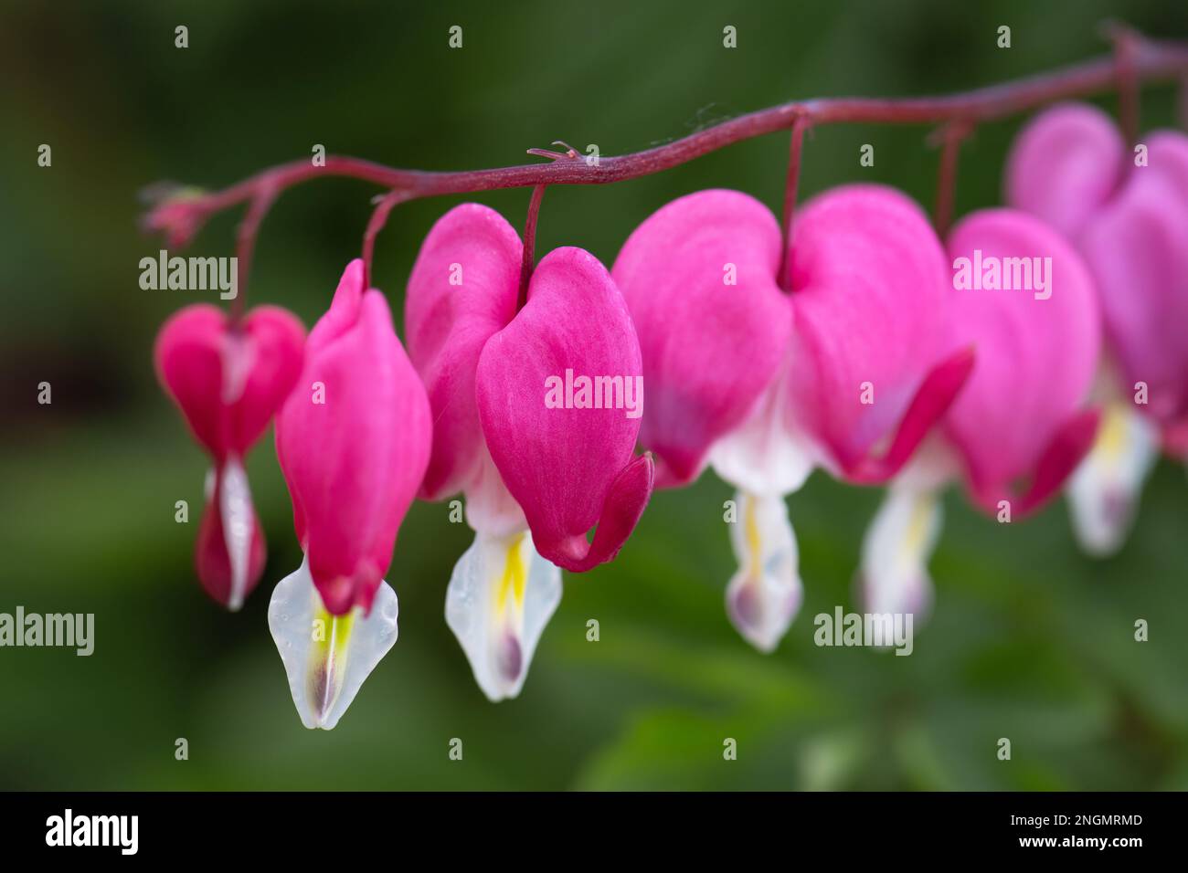 Blutendes Herz in Blume „Dicentra spectabilis“ Stockfoto