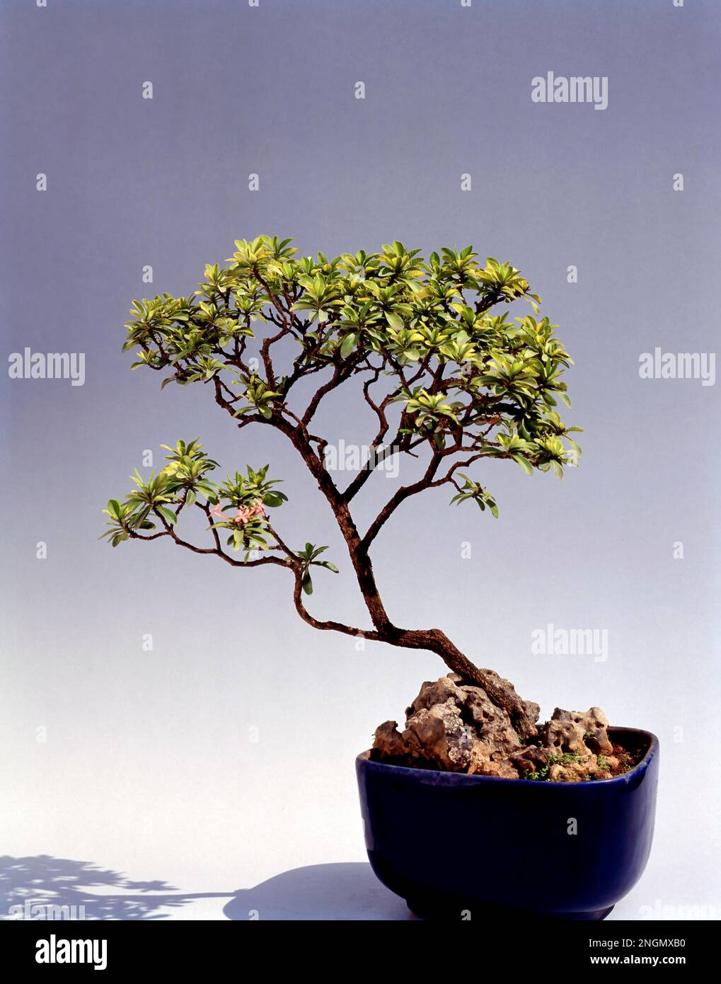 Bonsai Ixora Stricta Stil: Schrg, Wurzel ber Stein, Indien  Stockfotografie - Alamy