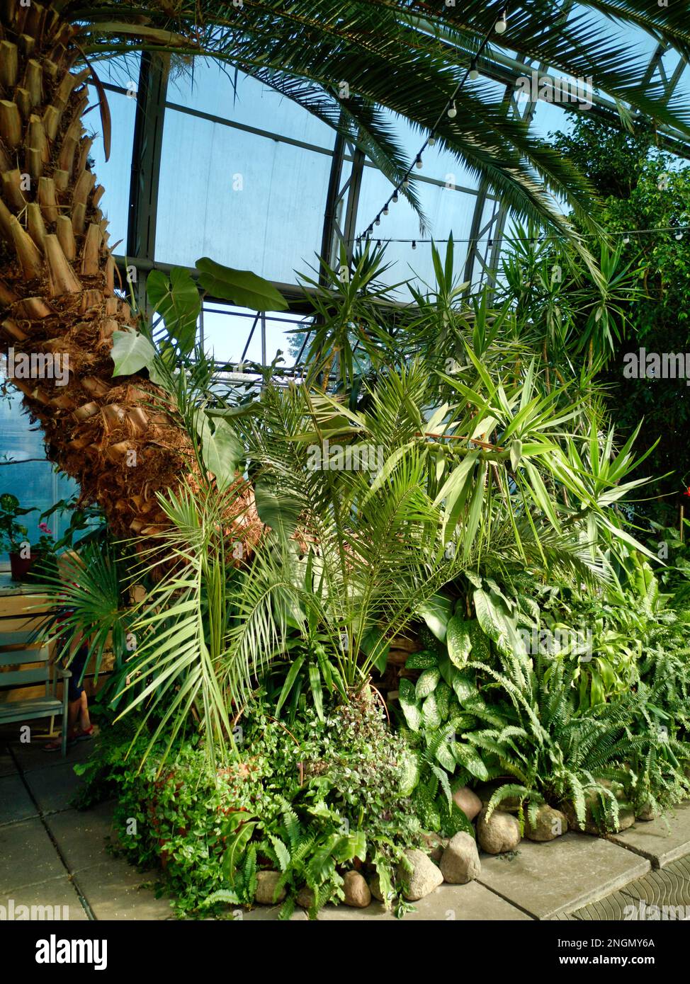 St. Petersburg, Russland. Die Orangerie Gewächshaus Stockfoto