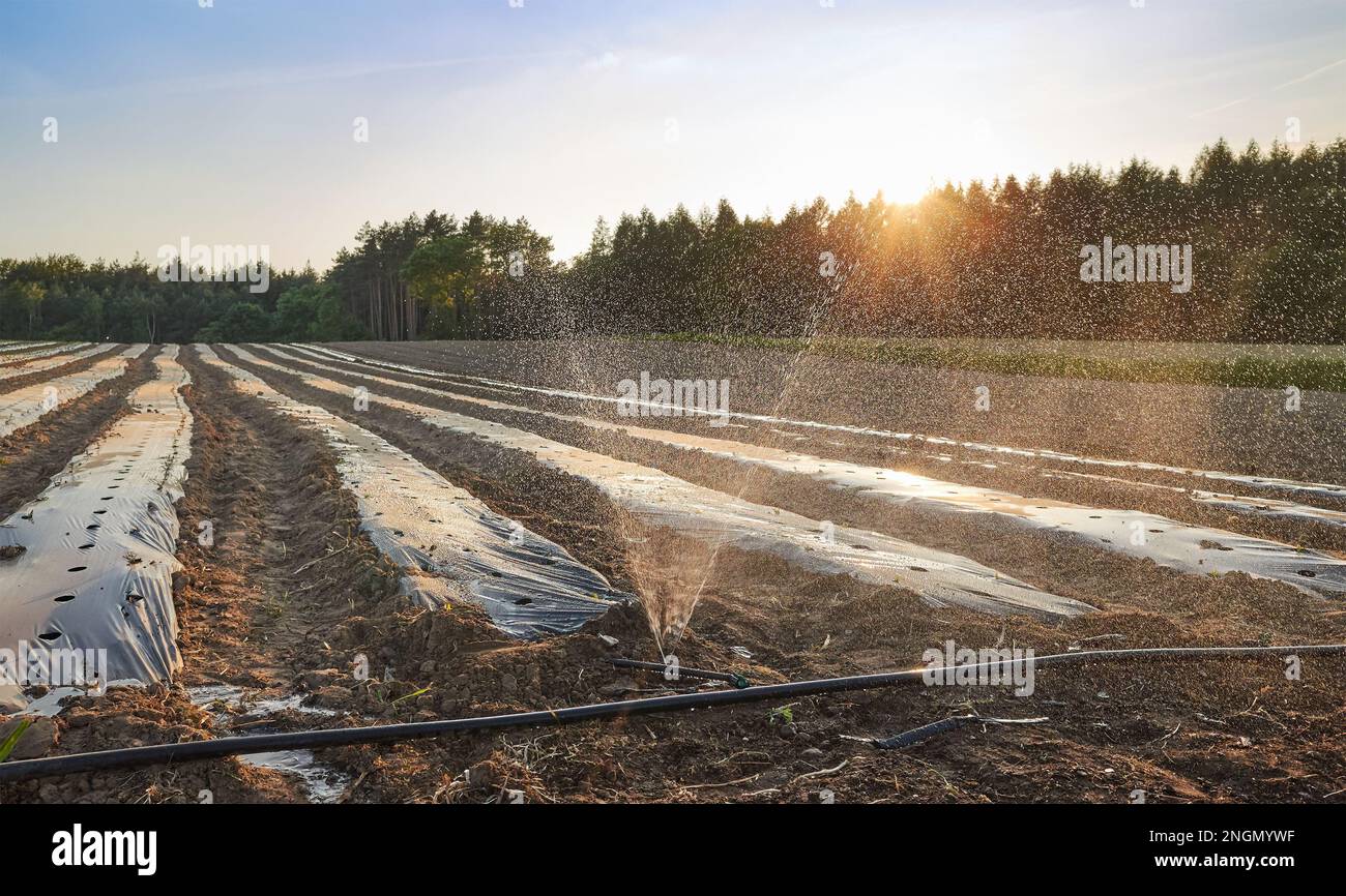 Bio Bauernhof Feld mit Patches mit Kunststoff mulch bei Sonnenuntergang abgedeckt. Stockfoto