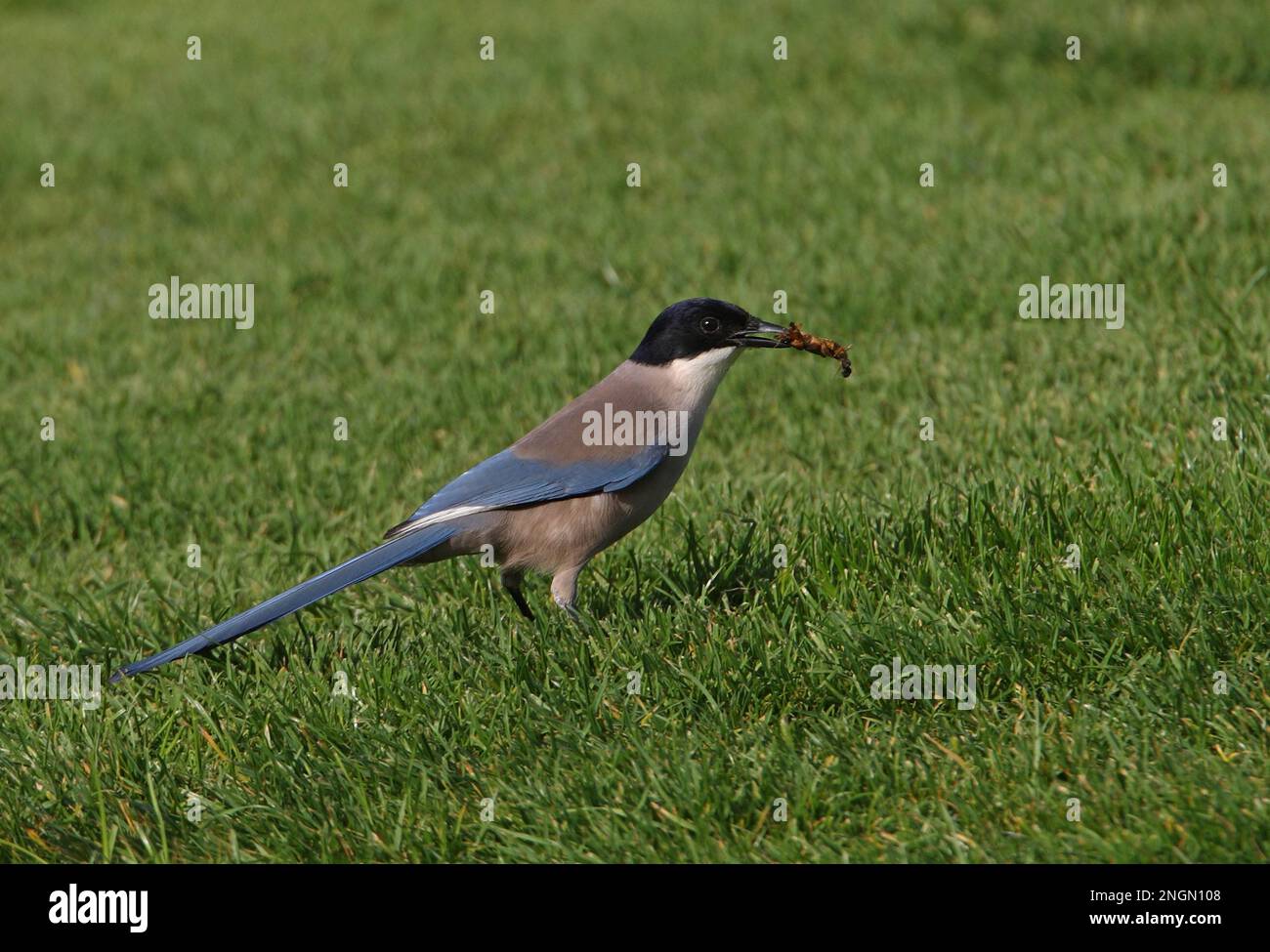 Azurflügelmücke (Cyanopica cyanus), Erwachsener, der auf kurzem Gras mit Kiefernzapfen in Bill Algarve, Portugal, steht April Stockfoto