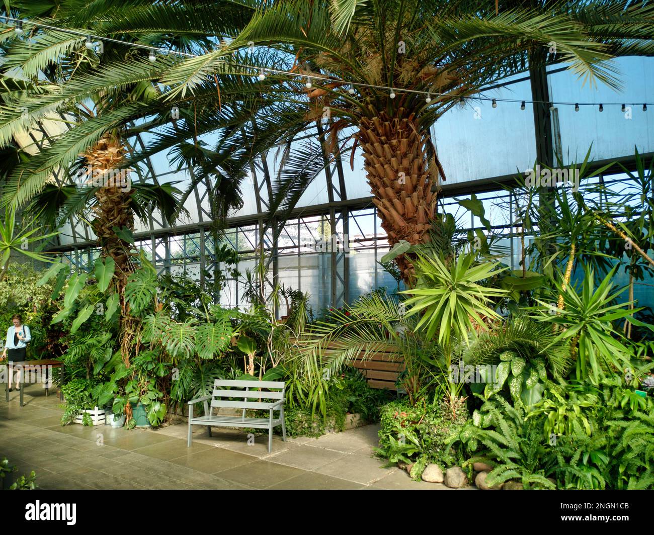 St. Petersburg, Russland. Die Orangerie Gewächshaus Stockfoto