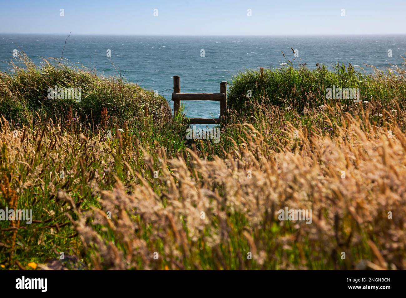 Maisfeld mit Meerblick, Cornwall Stockfoto
