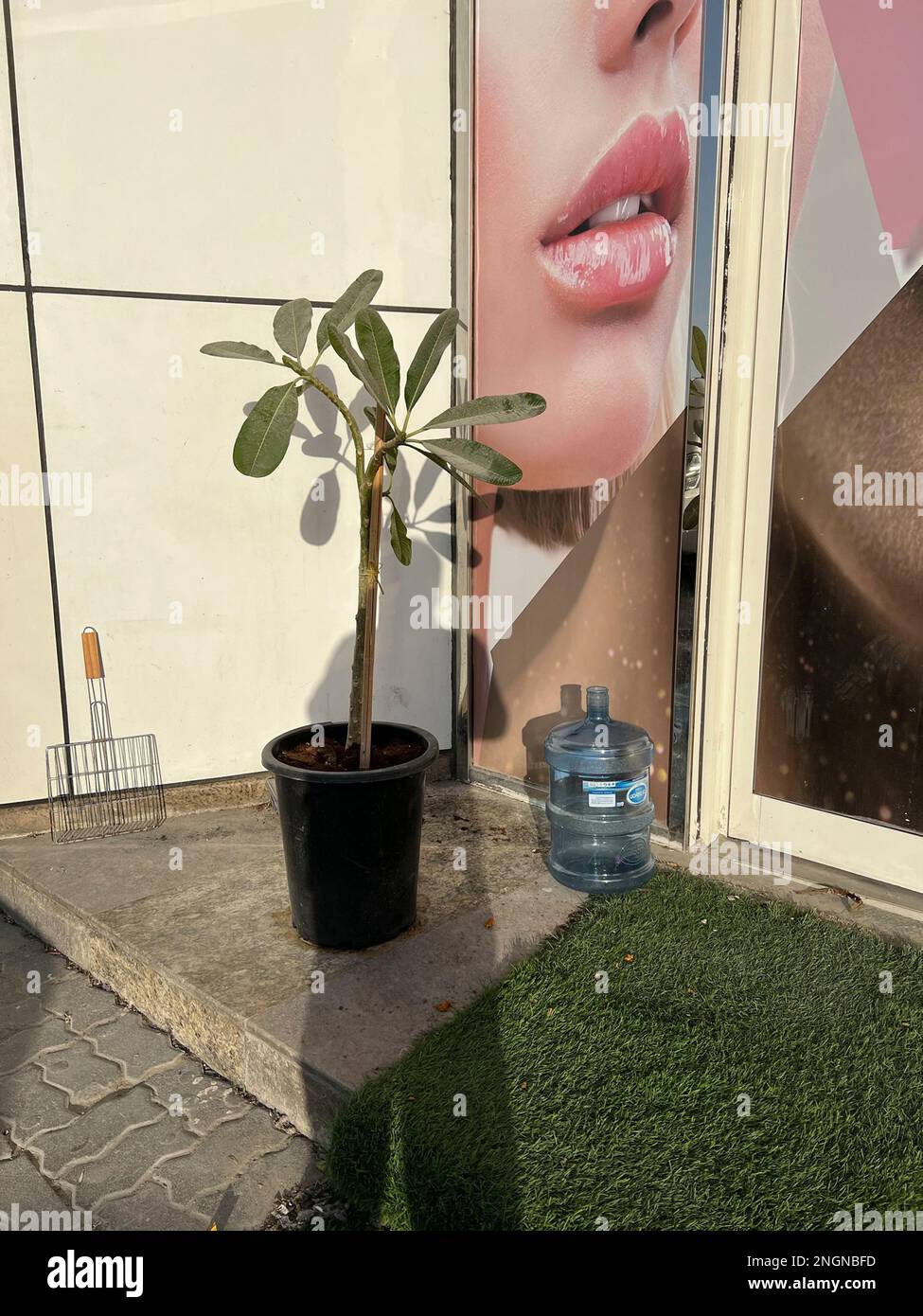 © 2023 John Angerson -Pot plant outside Beauty Shop, Sharjah, Vereinigte Arabische Emirate. Vereinigte Arabische Emirate. Stockfoto