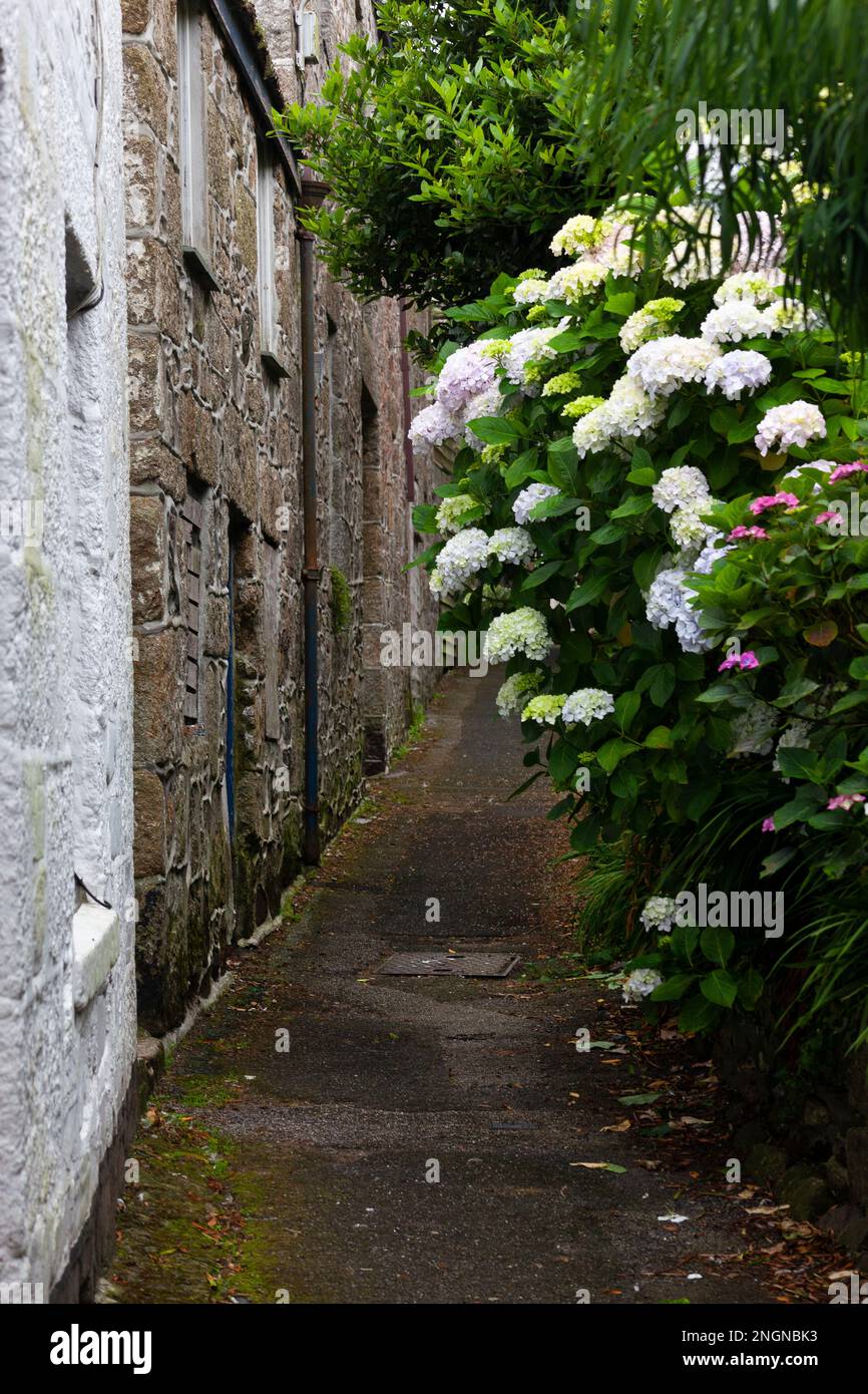 Hortensien auf der Foundry Lane, Newlyn, Cornwall Stockfoto