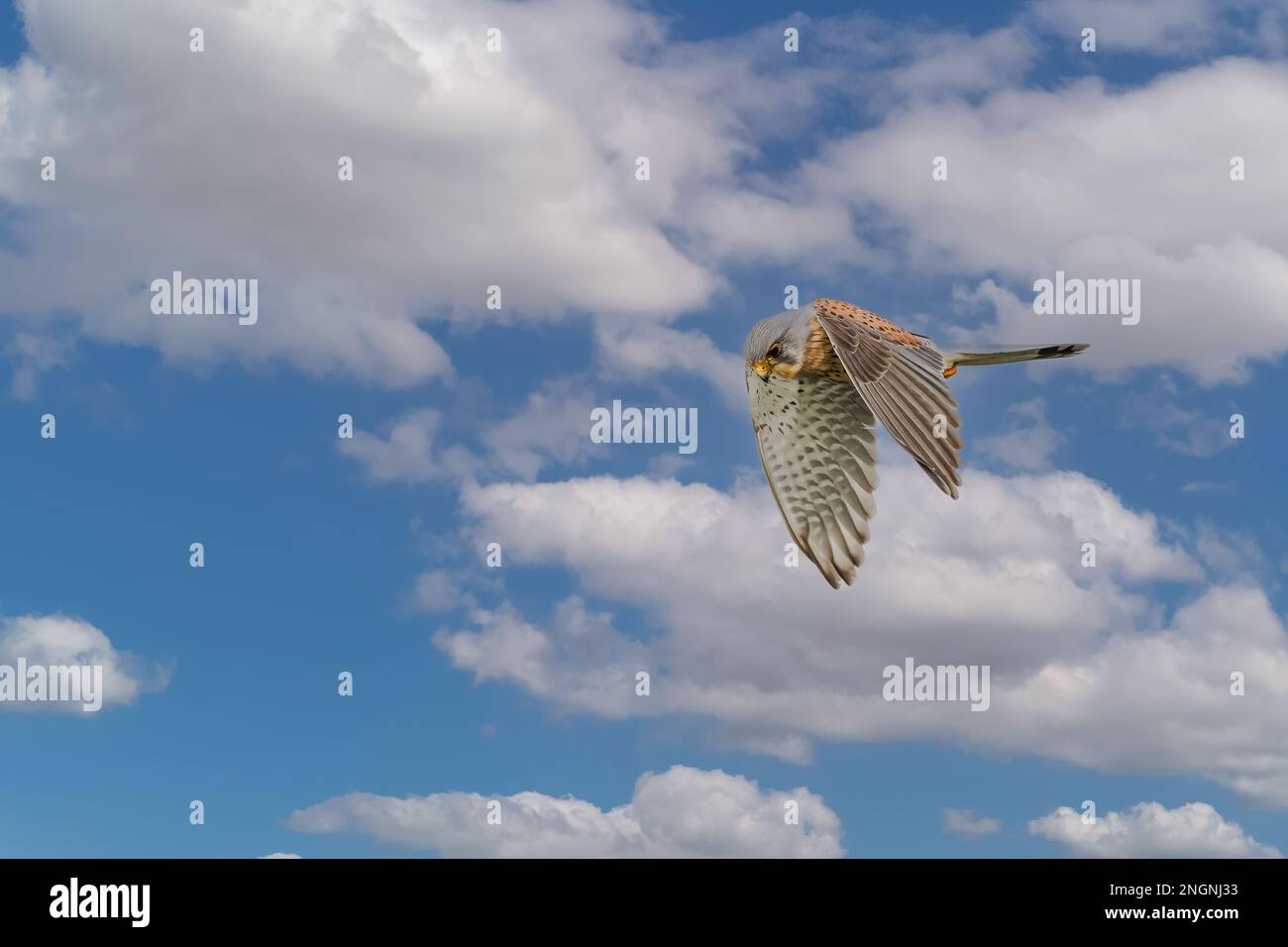 Nahaufnahme eines aufsteigenden und jagenden Kestrel, Falco tinnunculus, vor dem Hintergrund des blauen Himmels mit Cumuluswolken Stockfoto