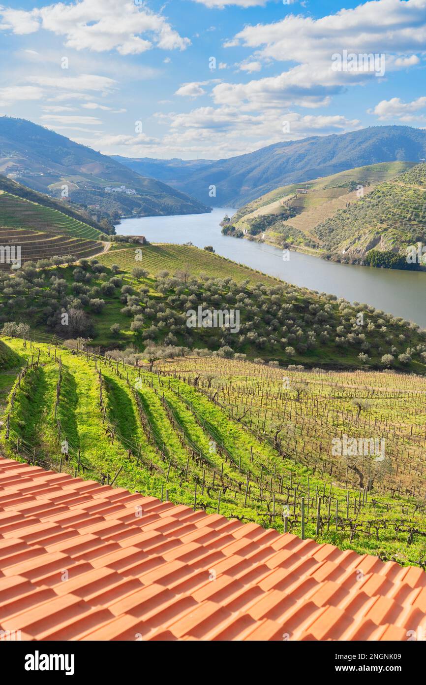 Weintal Douro mit Weinbergen, Portugal, UNESCO-Weltkulturerbe Stockfoto