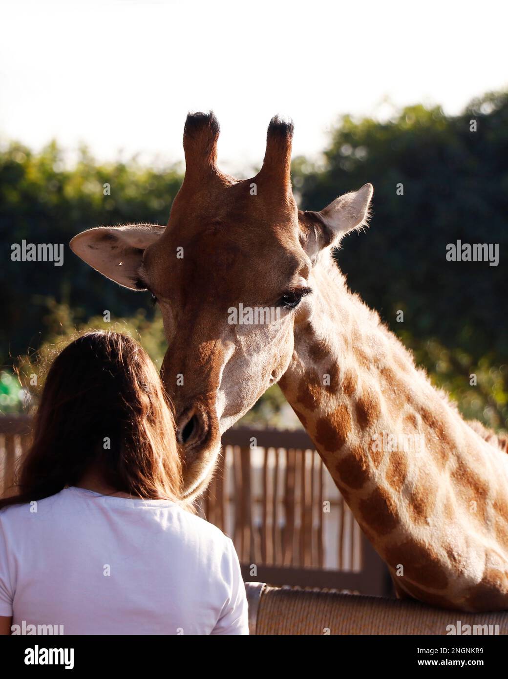 Wunderschöne braune nördliche Giraffe in einem Zoo Stockfoto
