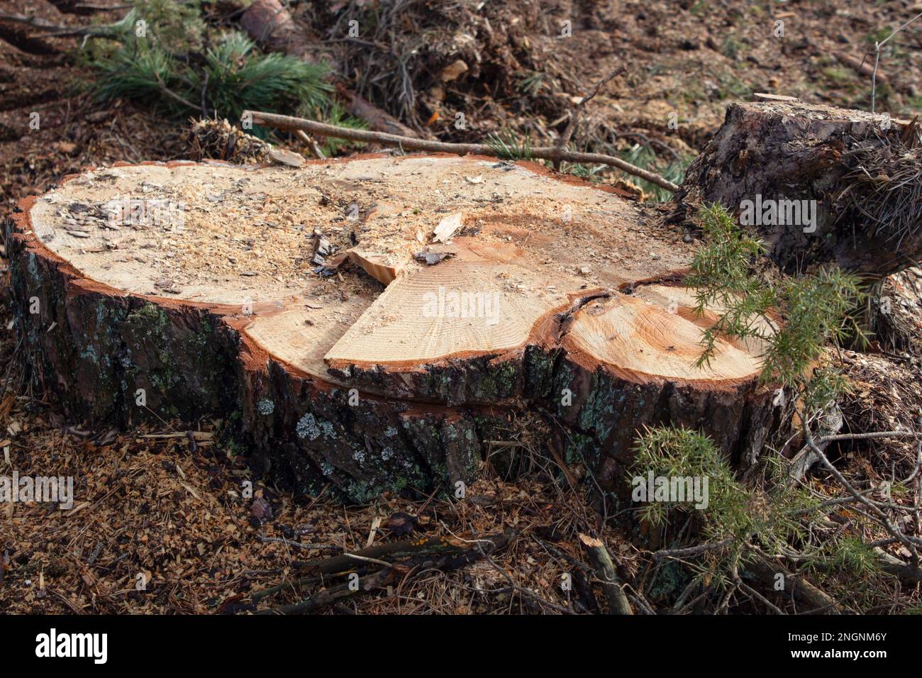 Ein großer Stumpf auf einer Lichtung im Wald. Der Stumpf wurde nach dem Fällen von einem Baum zurückgelassen. Waldrodung. Stockfoto