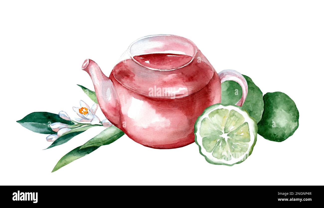 Teekanne mit Kräutertee mit einer frischen Scheibe Bergamotte, Blumen, Bergamotte, Aquarell bemalt auf weißem Hintergrund Stockfoto