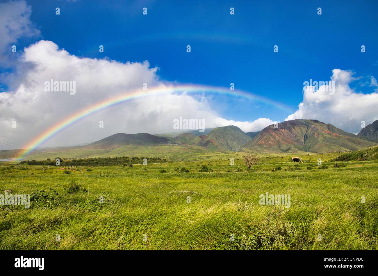 Üppige Wiese in den Bergen von West maui mit Regenbogen. Stockfoto