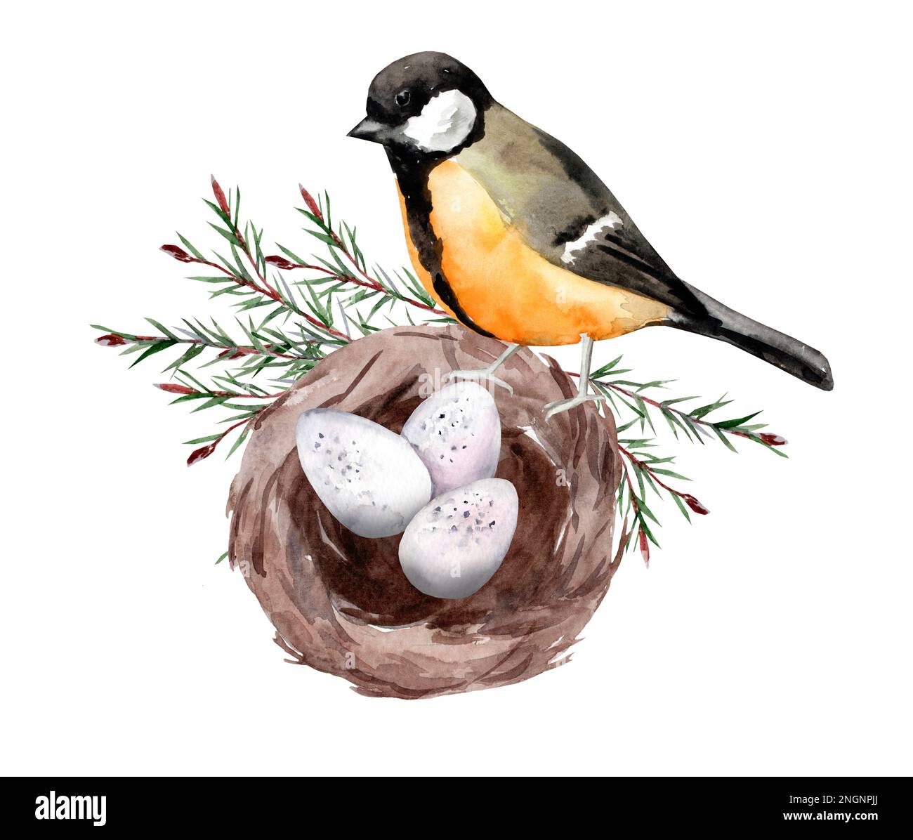 Maus auf einem Nest mit Eiern. Vögel in freier Wildbahn. Aquarelldarstellung für Postkarten Stockfoto