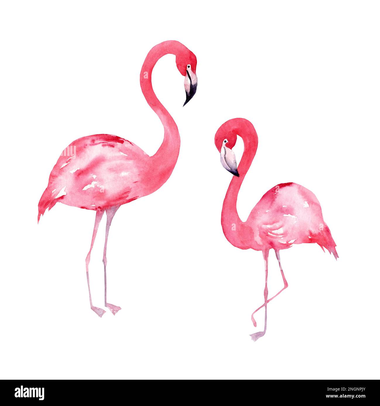 Tropische Aquarelle Darstellung eines Flamingos. Set mit Blumenillustrierungen. Kollektion mit Blumen als Einladung Stockfoto