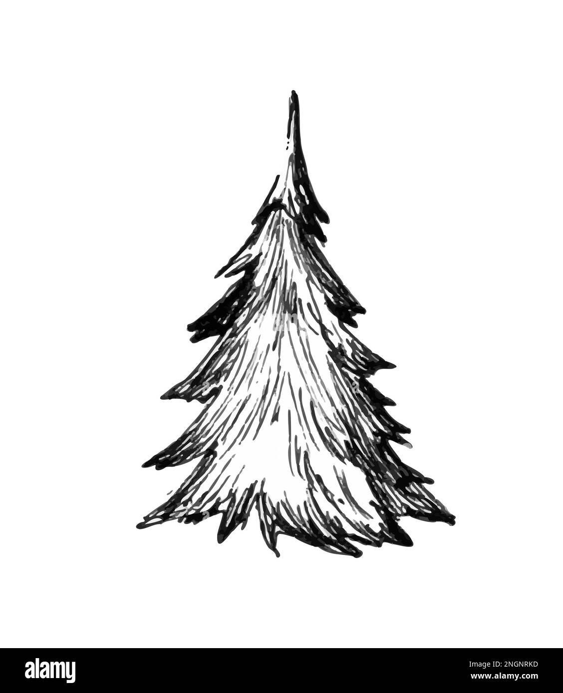 Fichte in der Akte. Handgezeichnete Gravur Stockfoto