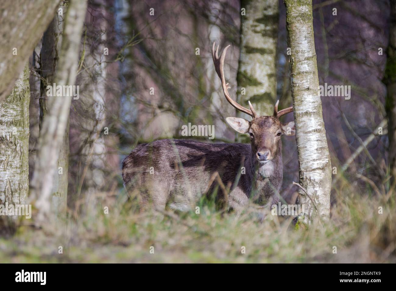 Schwarzwild Buck im Winter, mit einem gebrochenen Geweih. Staffordshire, Großbritannien Stockfoto