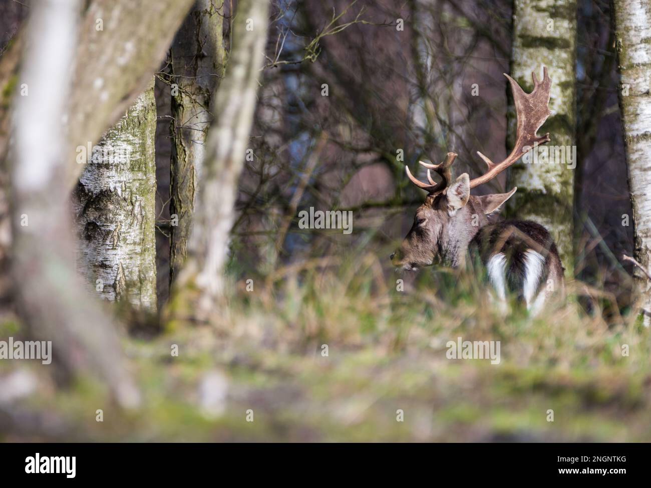 Schwarzwild Buck im Winter, mit einem gebrochenen Geweih. Staffordshire, Großbritannien Stockfoto