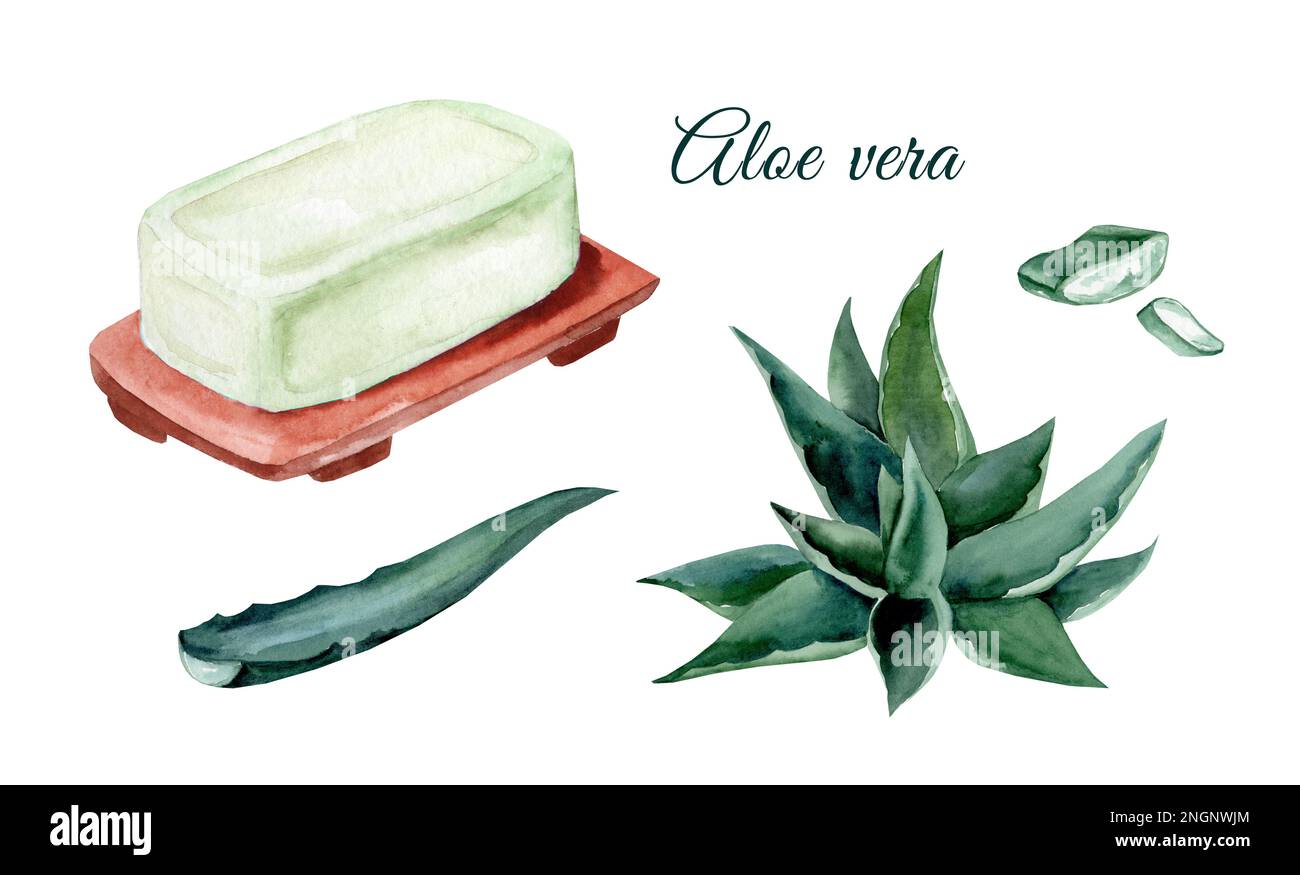 Seife mit Aloe-Vera-Extrakt. Satz handgezeichneter Aquarellabbildungen. Medizin und Spa Remedy Stockfoto