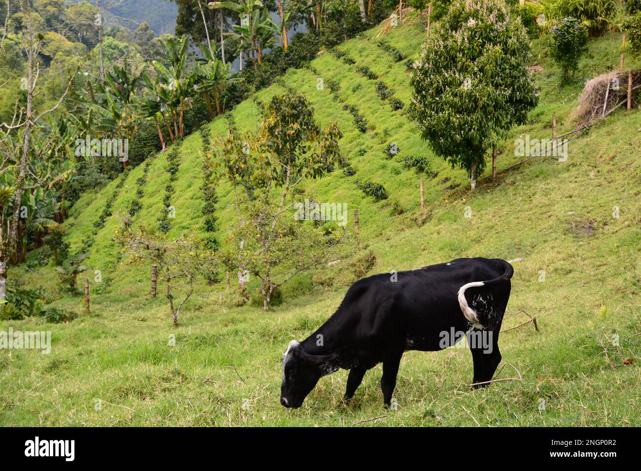 Rinder auf einer Kaffeeplantage. Salento. Quindio. Kolumbien Stockfoto