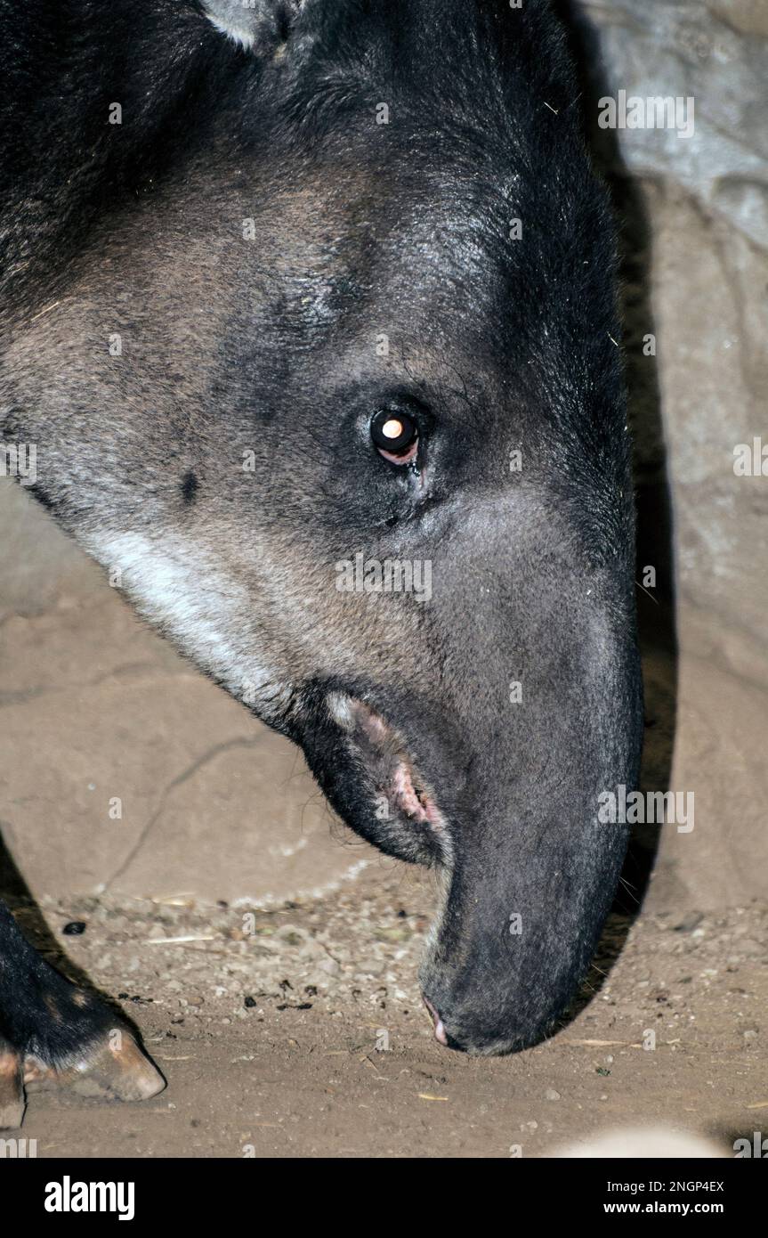Bairds Tapir Nahaufnahme des Gesichts, vertikal Stockfoto