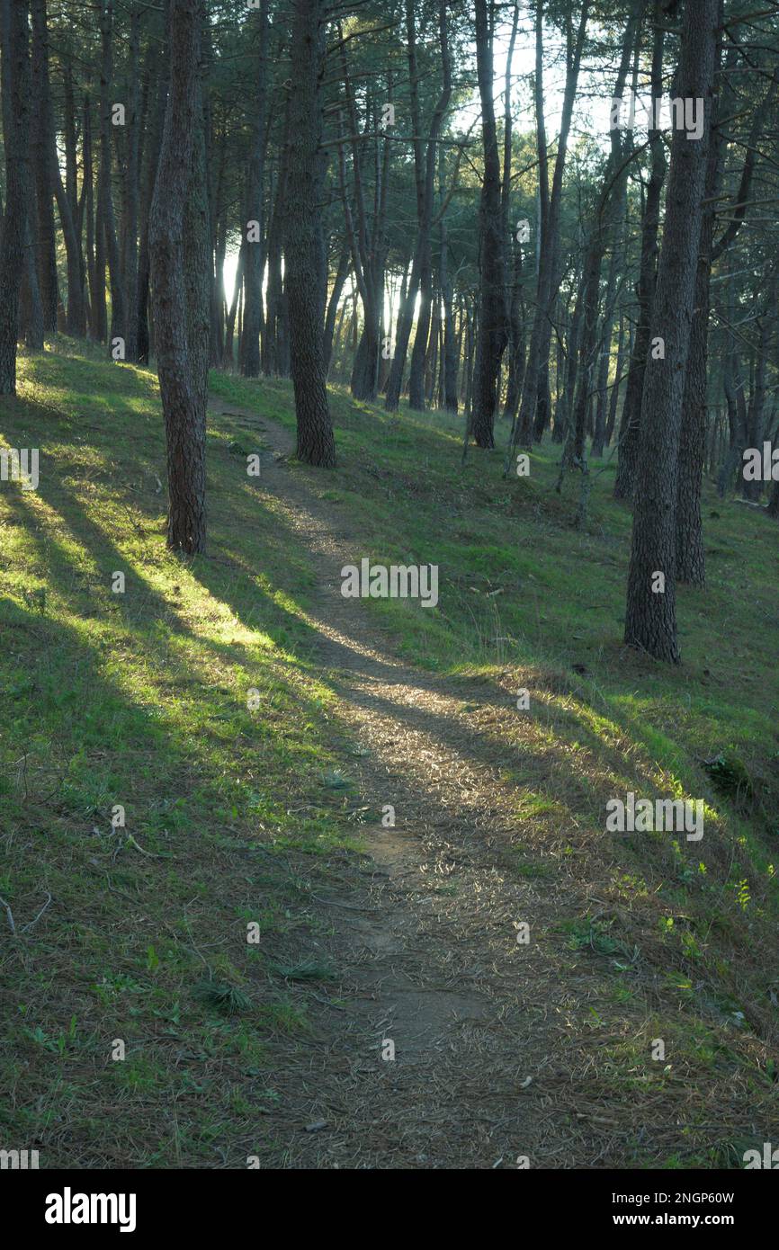 Pfad in einem Pinienwald bei Sonnenuntergang mit Lichtern und Schatten von der Sonne sind Sonnenstrahlen Stockfoto