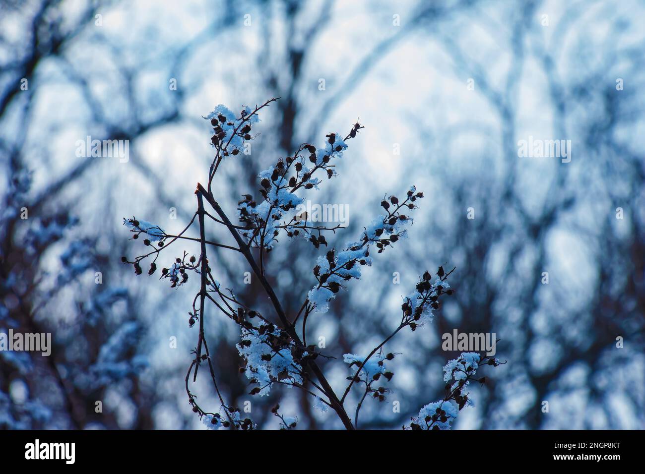 Die Samen einer Blüte aus grauem Spirea mit weißem Schnee sind auf einem unscharfen grauen Hintergrund an einem sonnigen Wintertag. Spiraea cinerea Grefsheim in Wint Stockfoto