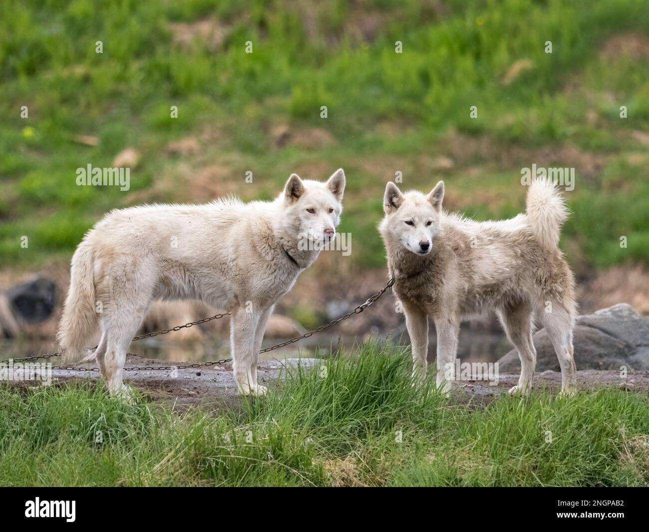 Ausgewachsene Hunde aus Grönland, Canis familiaris, die als Schlittenhunde in Sisimiut, Grönland, in Ketten gehalten werden. Stockfoto