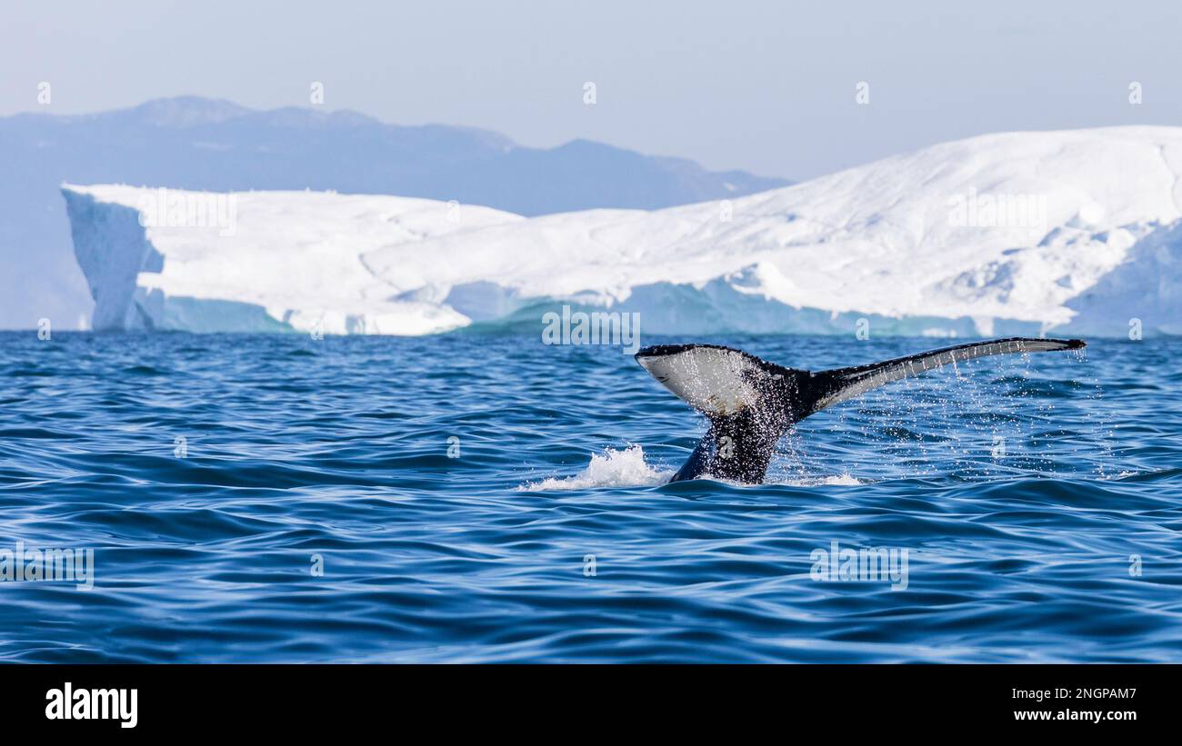 Ein erwachsener Buckelwal, Megaptera novaeangliae, taucht in den Eisbergen in Ilulissat, Grönland, auf. Stockfoto