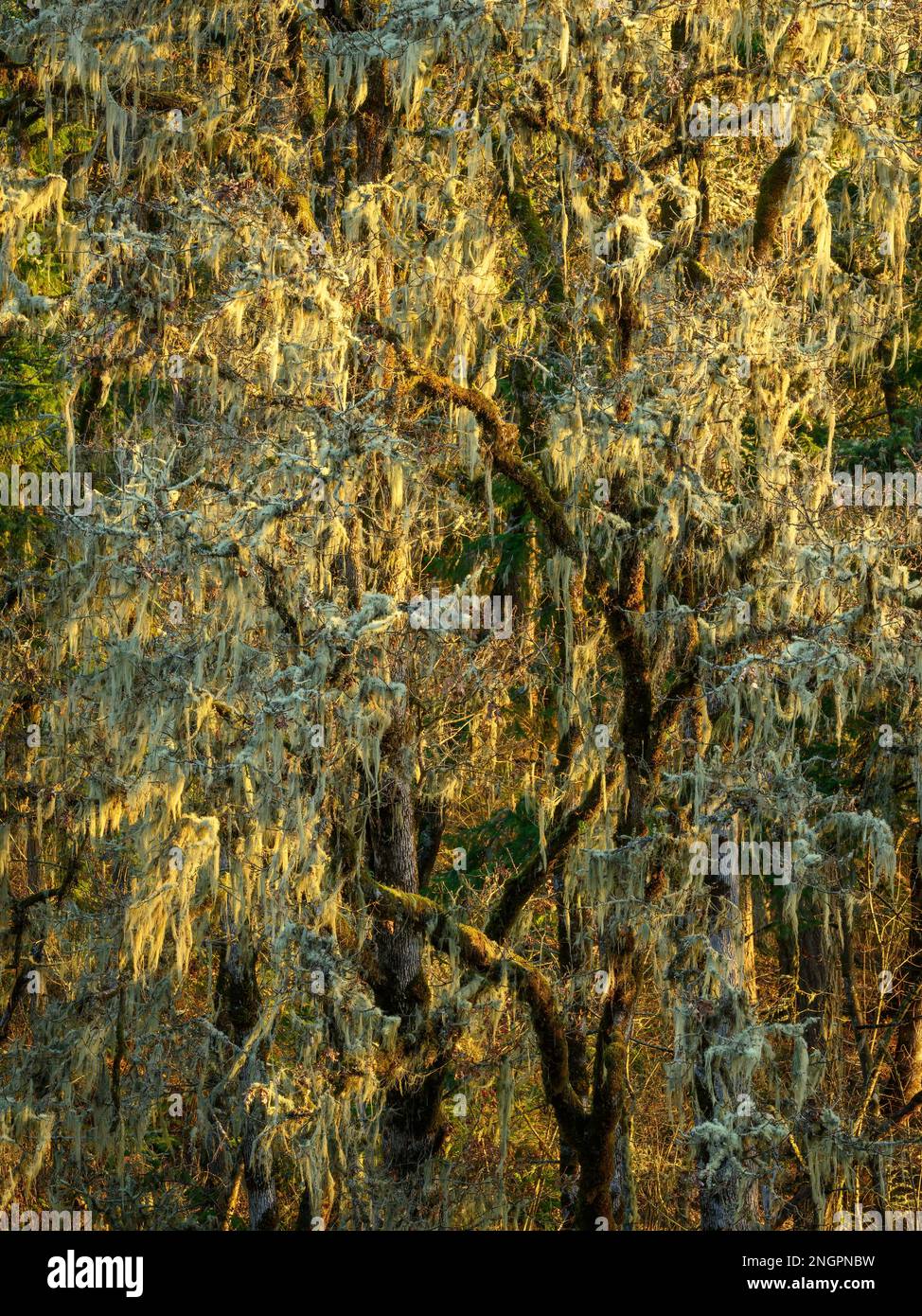 Oregons Eichen mit Flechten; Mount Pisgah Arboretum, Willamette Valley, Oregon. Stockfoto