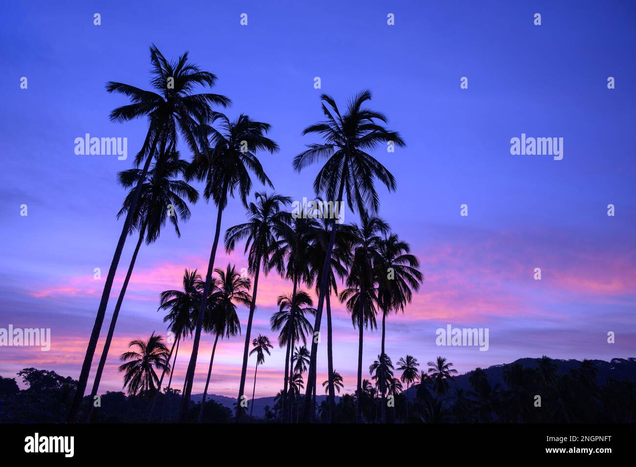 Kokospalmen bei Sonnenaufgang auf dem Campingplatz in Chacala, Nayarit, Mexiko. Stockfoto