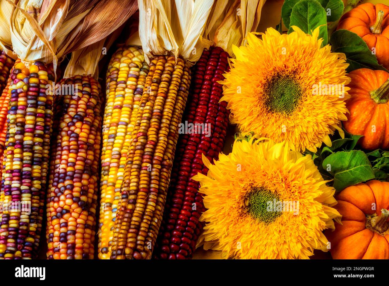 Sonnenblumen Und Indischer Mais Stockfoto