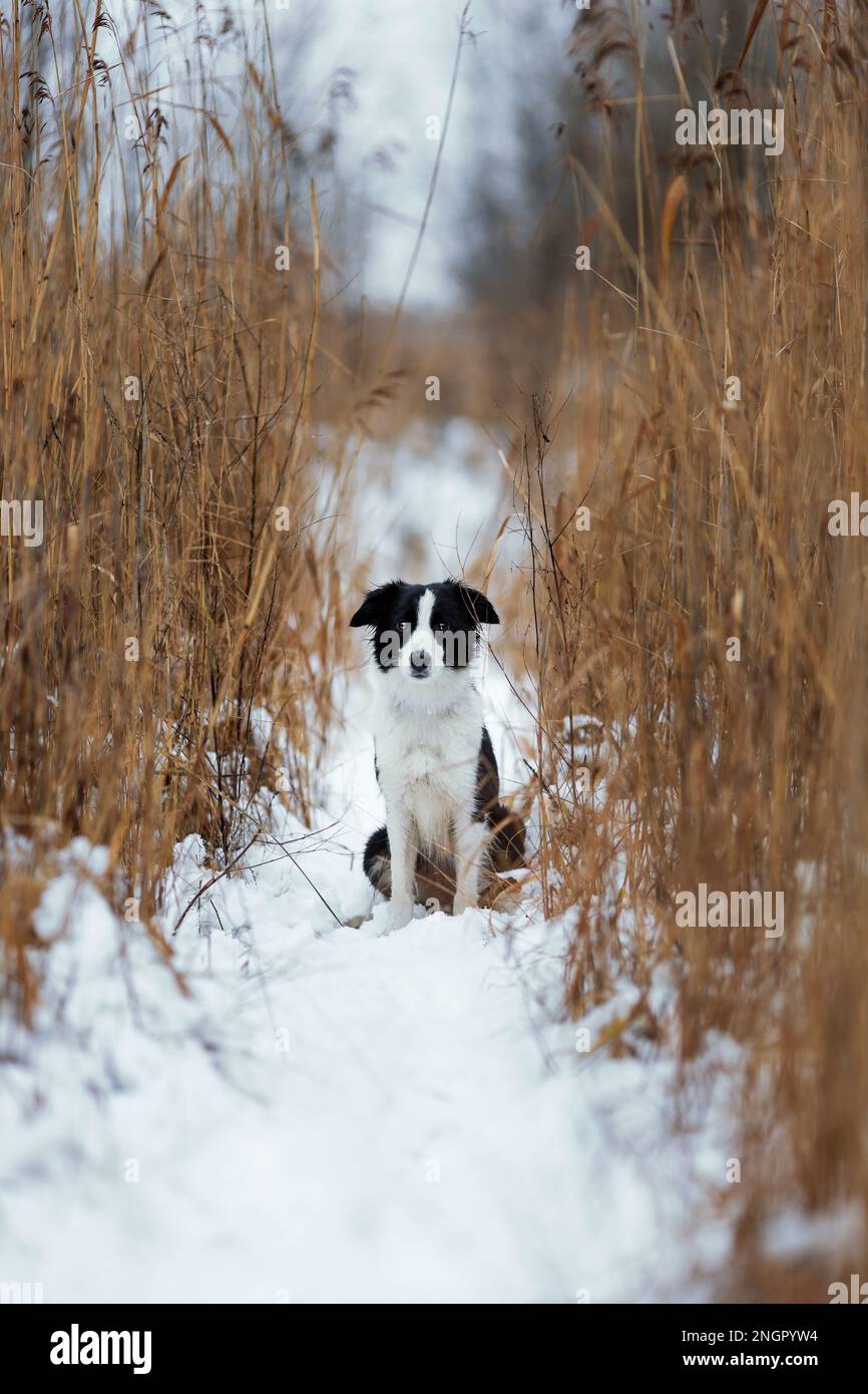 Einsamer Hund von Border Collie Rasse weiß und schwarz, der im Winter zwischen trockenem Schilf und Schnee sitzt Stockfoto