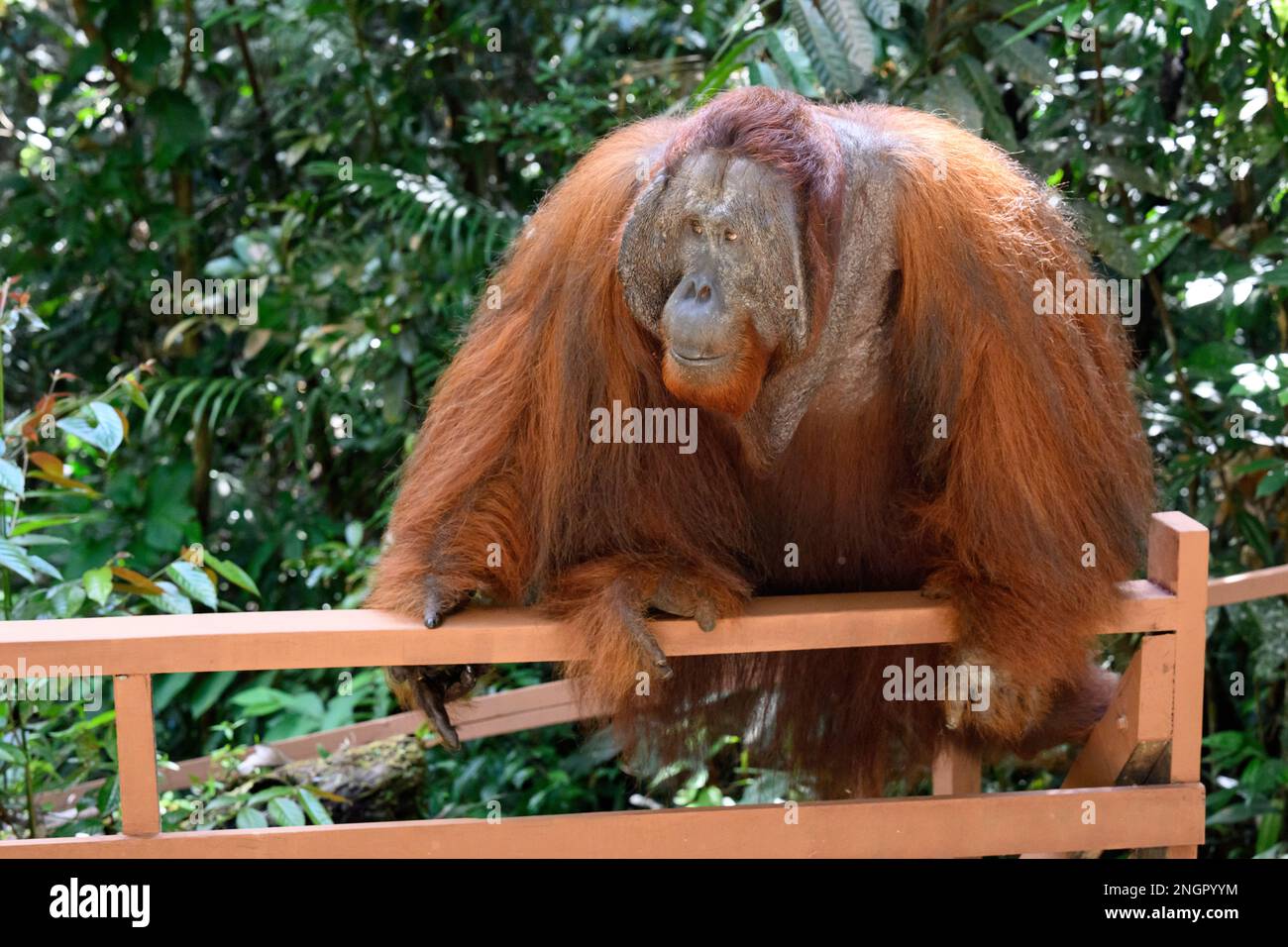 Kuching, Malaysia. 18. Februar 2023. Ein erwachsener Orang-Utan bewegt sich während des Besuchs des deutschen Präsidenten Steinmeier und seiner Frau in der Orang-Utan-Zuchtstation des Semenggoh Wildlife Centre langsam auf eine hölzerne Terrasse zu, wo der deutsche Präsident eine Schlussrede über seine Reise abgibt. Die Anweisung musste aus Sicherheitsgründen unterbrochen werden. Präsident Steinmeier und seine Frau besuchen die Länder Kambodscha und Malaysia während einer fünftägigen Reise nach Südostasien. Kredit: Bernd von Jutrczenka/dpa/Alamy Live News Stockfoto