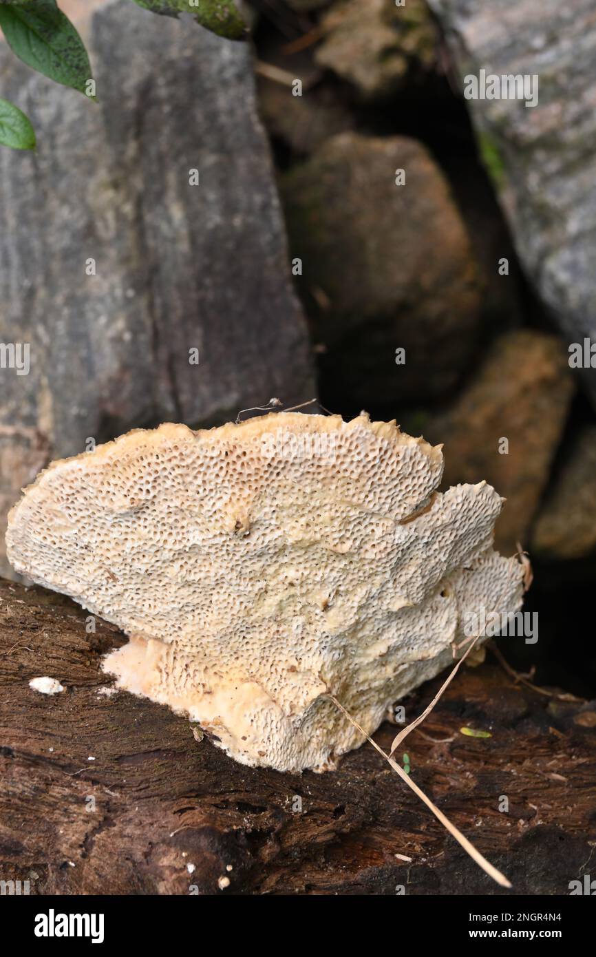 Ansicht der Oberflächenstruktur auf der Unterseite eines großen cremigen Pilzes, der auf abnehmendem Totholz blühte Stockfoto
