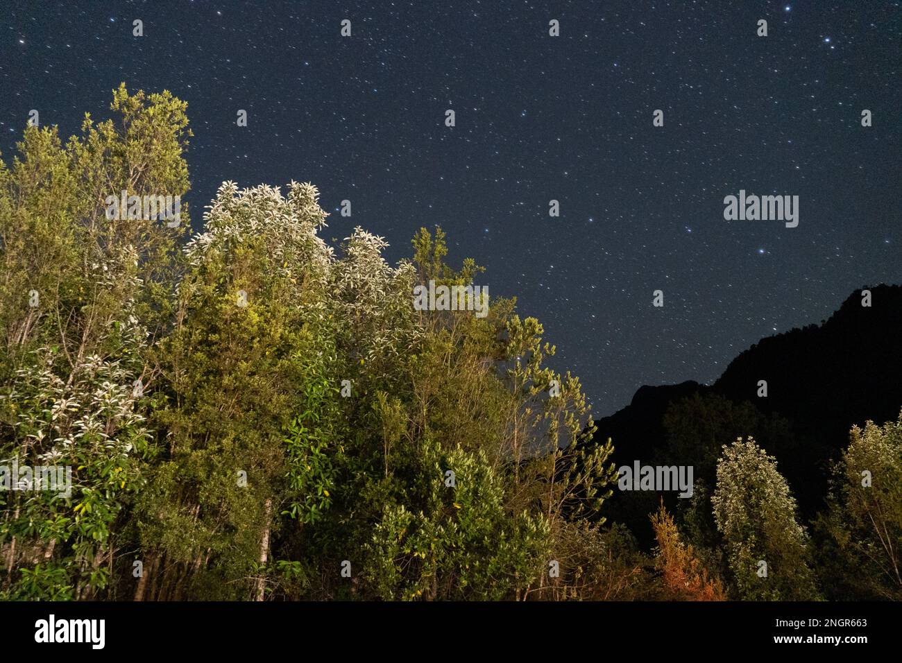 Chaiten, Santiago, Chile. 18. Februar 2023. Der Sternenhimmel vom Pumalin-Nationalpark, am Eingang zum Carretera Austral im Süden Chiles. (Kreditbild: © Matias Basualdo/ZUMA Press Wire) NUR REDAKTIONELLE VERWENDUNG! Nicht für den kommerziellen GEBRAUCH! Stockfoto