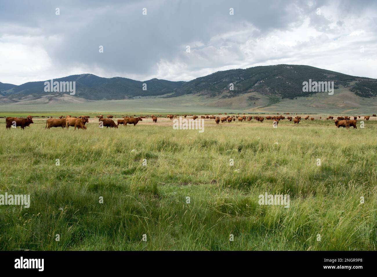 Rotes angusskind auf einer Wiese im oberen Lost River Basin, Idaho Stockfoto